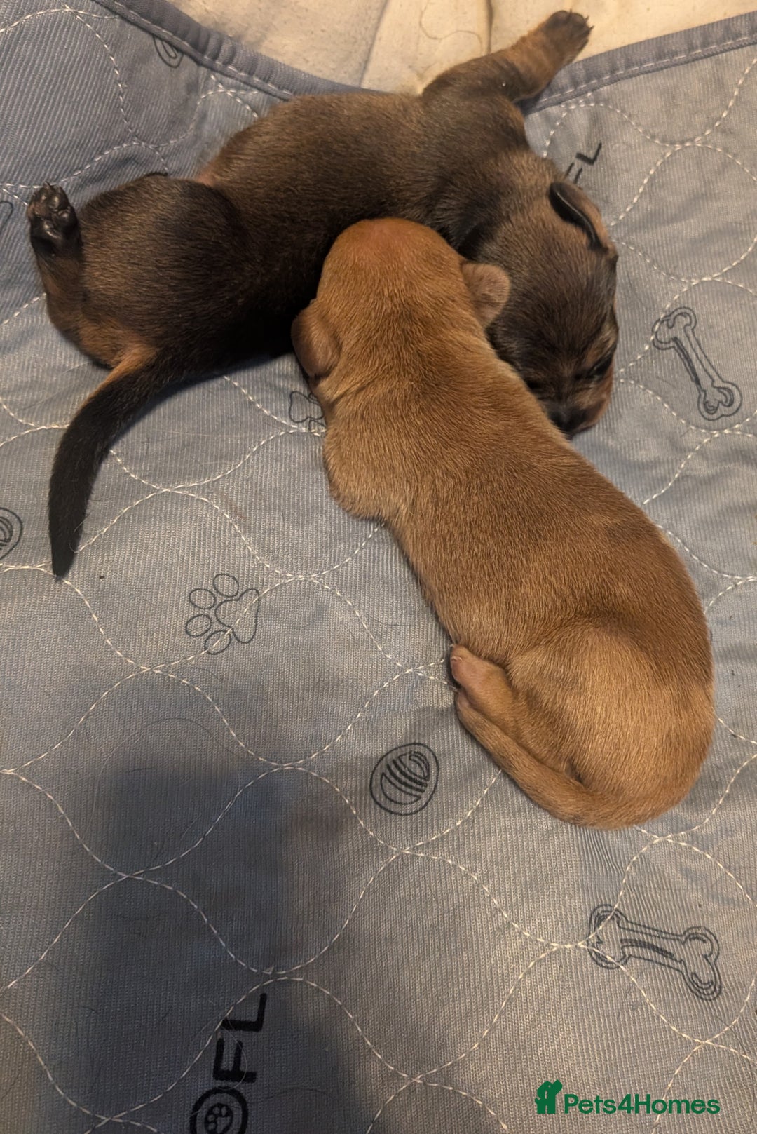 Dachshund dogs for sale: Dachshund puppies  - Advert 27