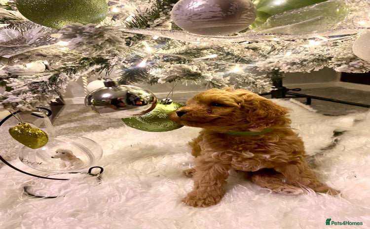 Poochon dogs 🐶🐾 4 STUNNING POOCHON PUPS 🐾🐶 - Advert 5