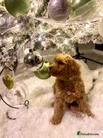 Poochon dogs 🐶🐾 4 STUNNING POOCHON PUPS 🐾🐶 - Advert 2