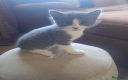 Mixed Breed cats for sale: 2 BEAUTIFUL BOY KITTENS AVAILABLE  - Image 12