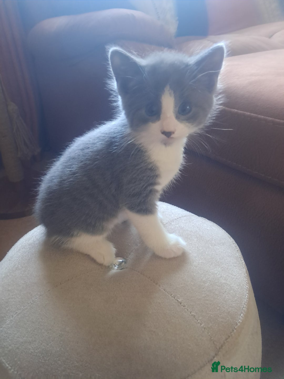 Mixed Breed cats for sale: 2 BEAUTIFUL BOY KITTENS AVAILABLE  - Image 12