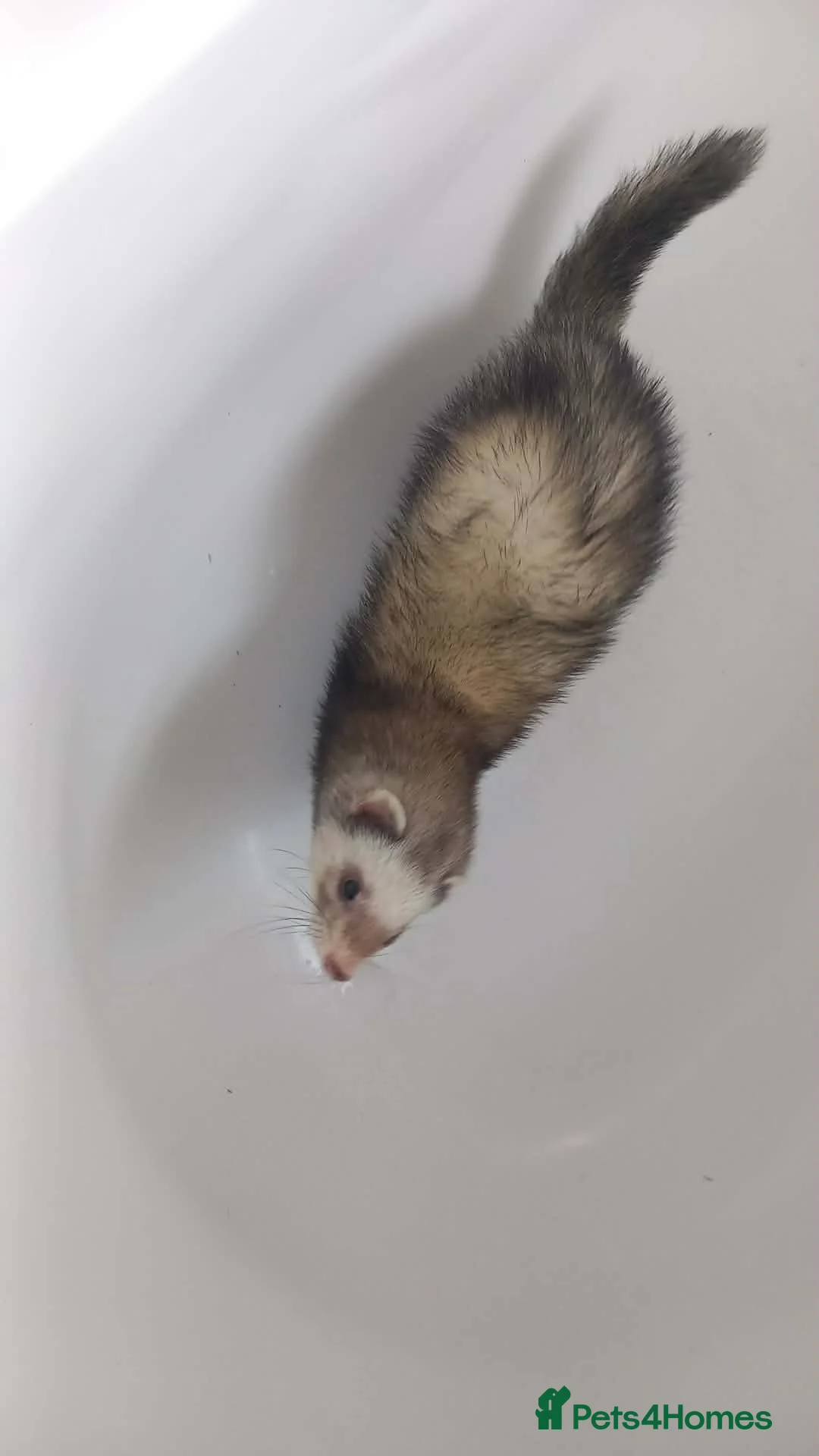 Ferret rodents for sale: Ferret  **  in Nottingham - Advert 3