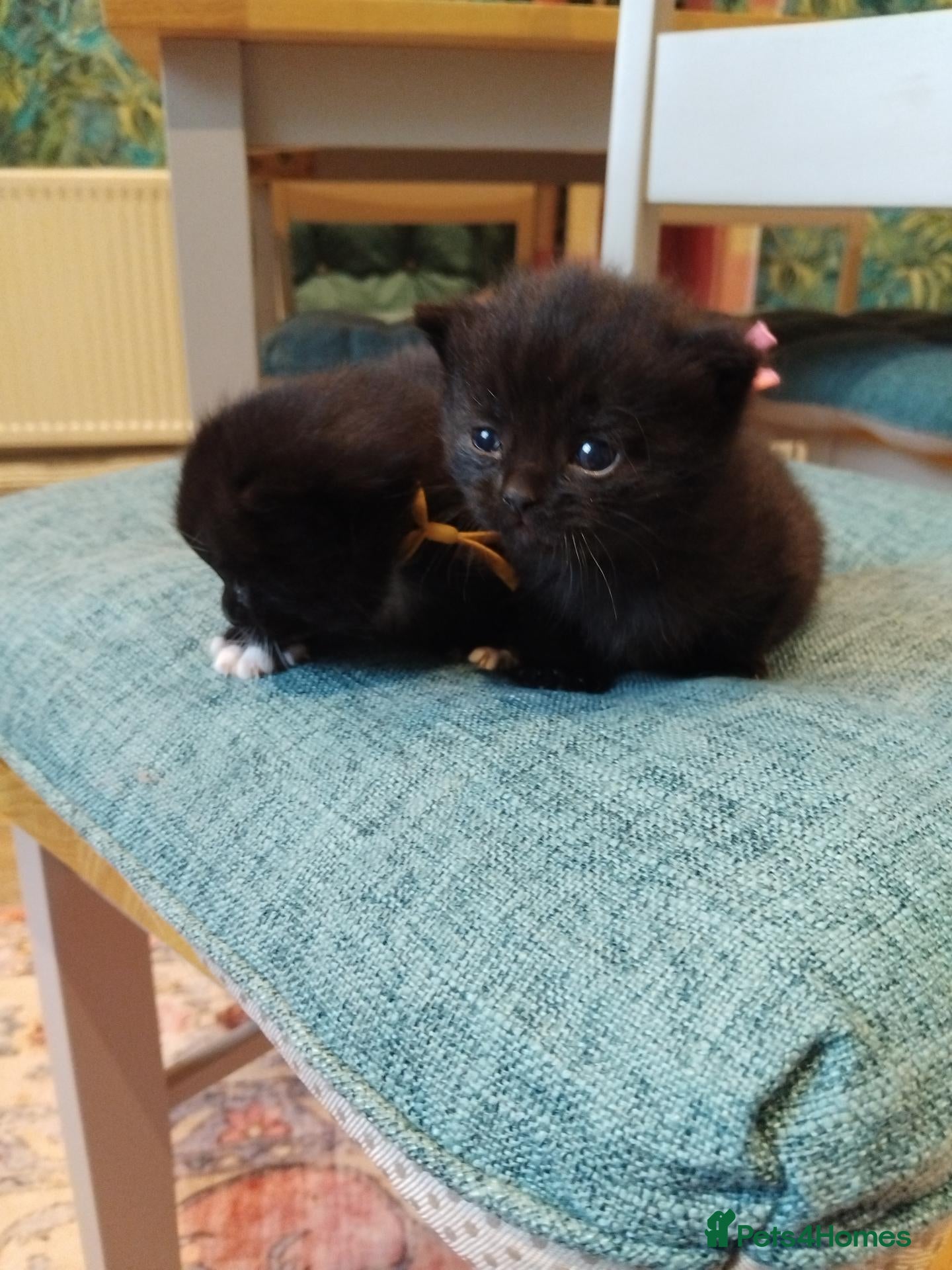 British Shorthair cats Last 2 girls available BSH  x DSH  - Advert 9