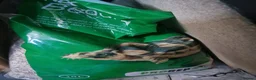 Tortoise reptiles for sale: Hermanns Tortoise  in Canterbury - Advert 11