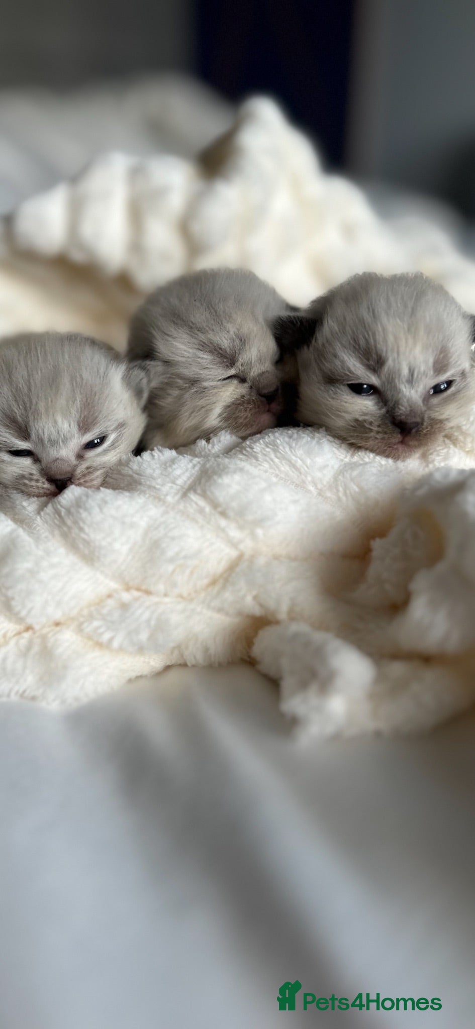 Ragdoll cats ❄️GCCF waiting list open for winter babies❄️ - Advert 6