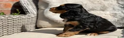 Cocker Spaniel dogs for sale: Stunning cocker pups kc reg ready now - Advert 4
