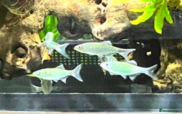 Barbs fish for sale: Aquarium closure full contents available  - Image 1
