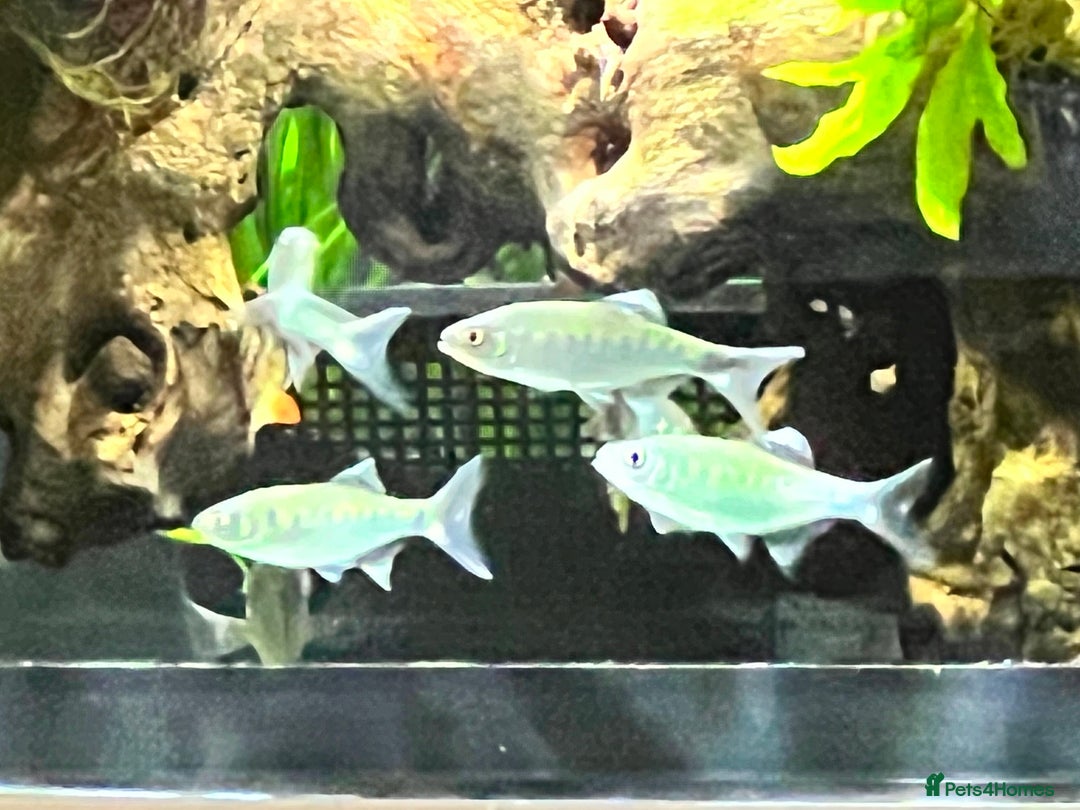 Barbs fish for sale: Aquarium closure full contents available  - Image 1