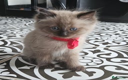 Ragdoll cats for sale: Beautiful Ragdoll Kittens  - Image 2