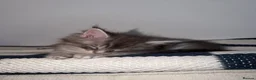 Maine Coon cats for sale: maine coon kittens  - Advert 8