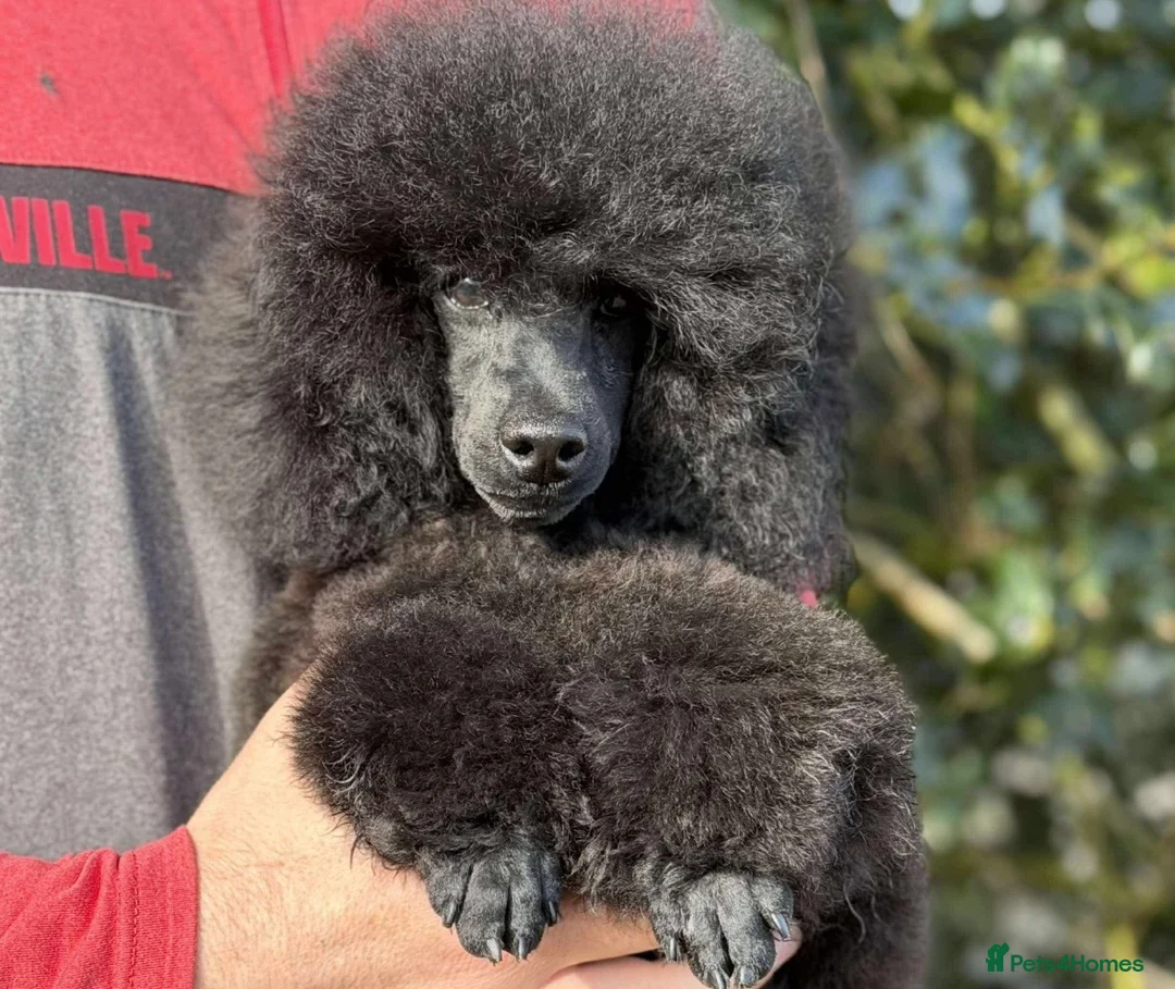 Toy Poodle dogs for sale: KC registered Toy Poodle Male puppy - Advert 2