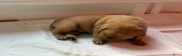 Labrador Retriever dogs for sale: Beautiful Labrador retriever puppies for sale - Advert 13