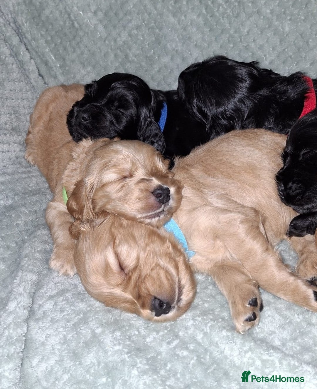 Cocker Spaniel dogs for sale: Stunning KC registered show cocker puppies - Advert 3