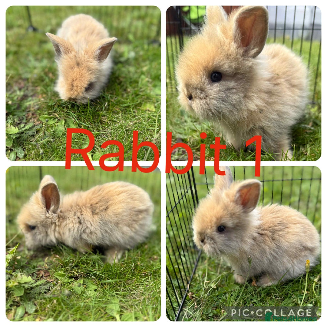 Mixed Breed rabbits for sale: 5 baby lionhead lops for sale  in Nottingham - Image 1