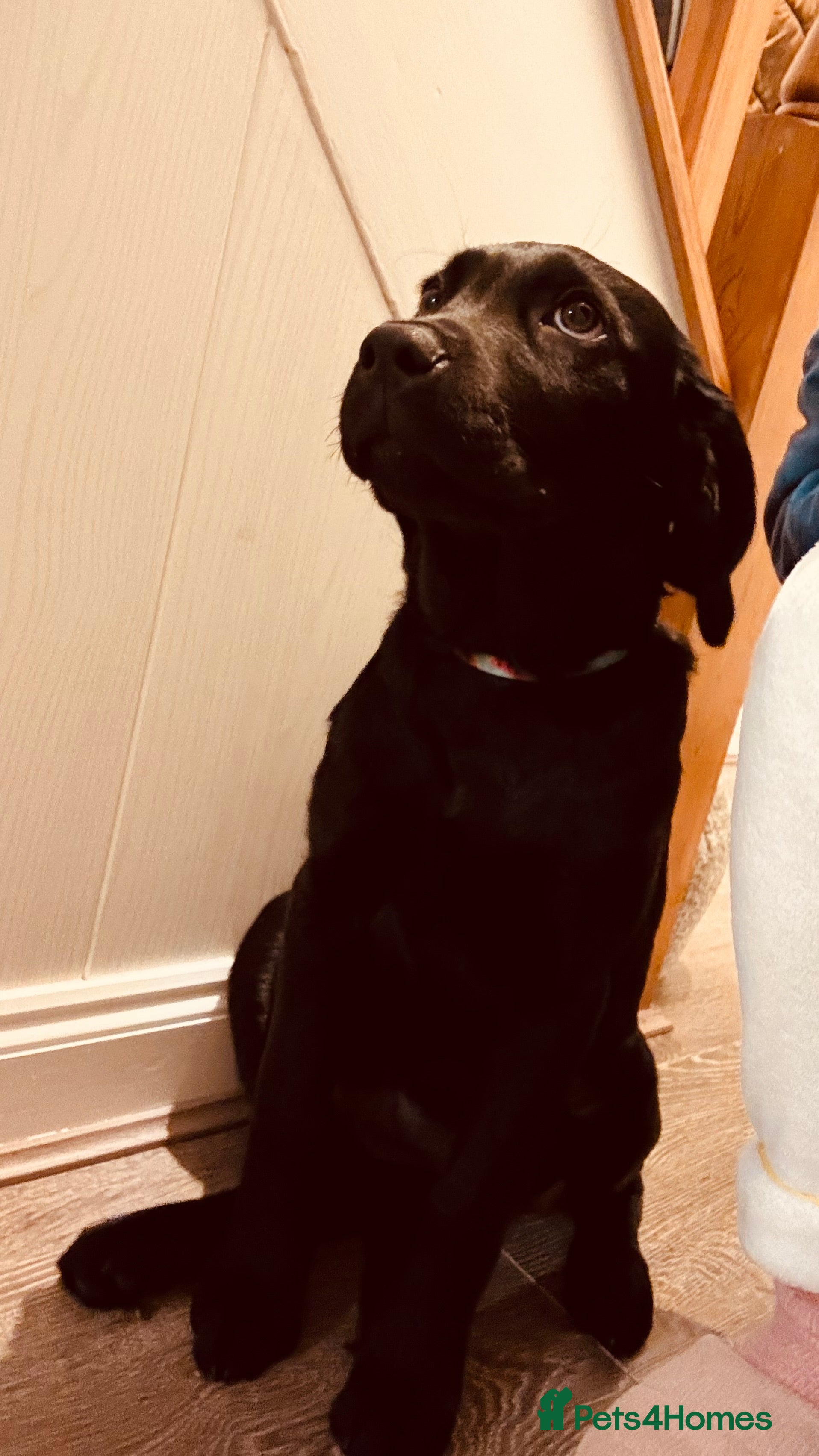 Labrador Retriever dogs Move home  - Advert 1