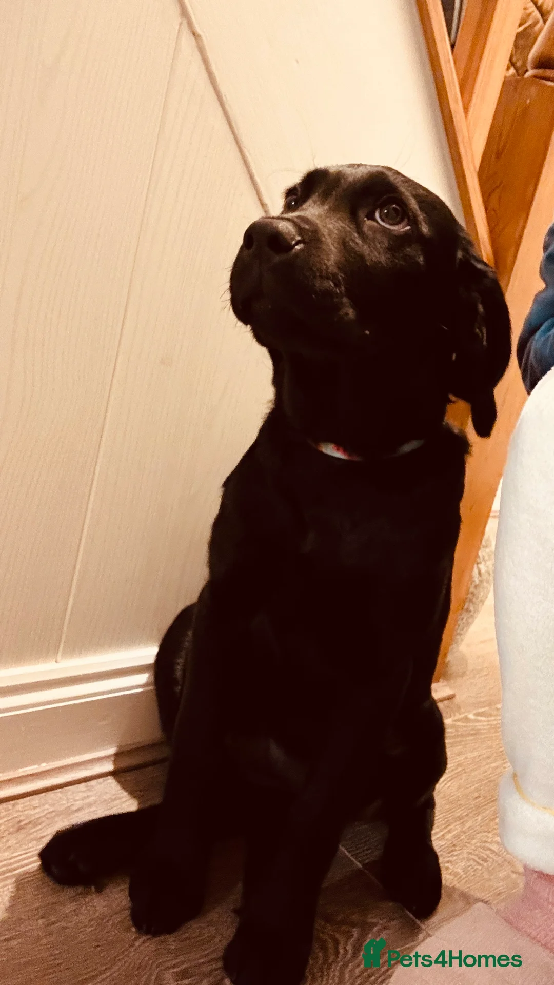 Labrador Retriever dogs for sale: Move home  - Advert 1