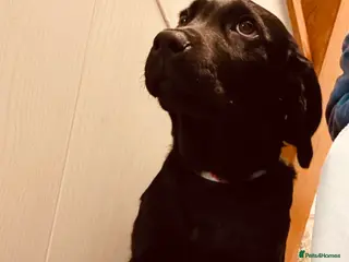 Labrador Retriever dogs Move home - Advert 2