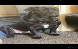 Cane Corso dogs for sale: Cane Corso puppies - Image 7