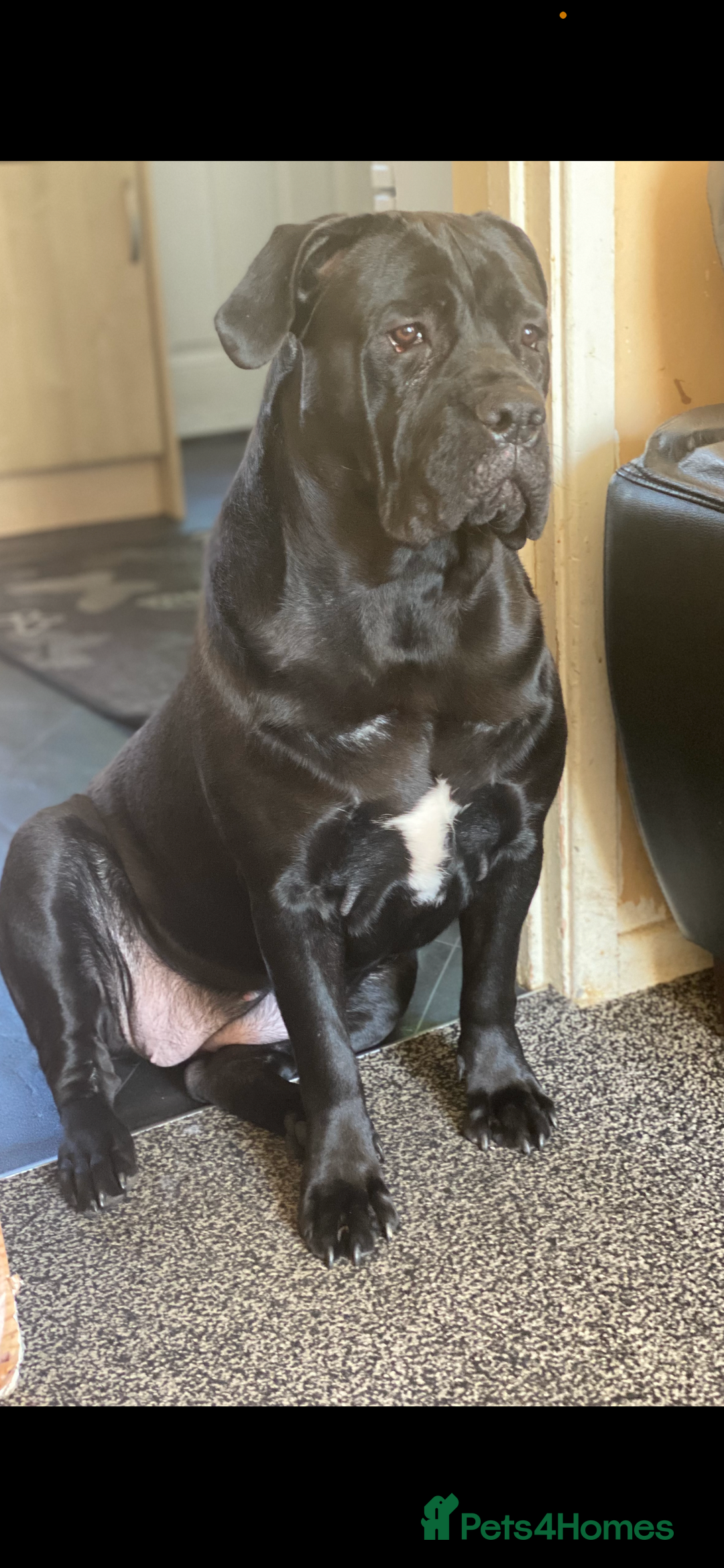 Cane Corso dogs for sale: Cane Corso puppies - Image 7