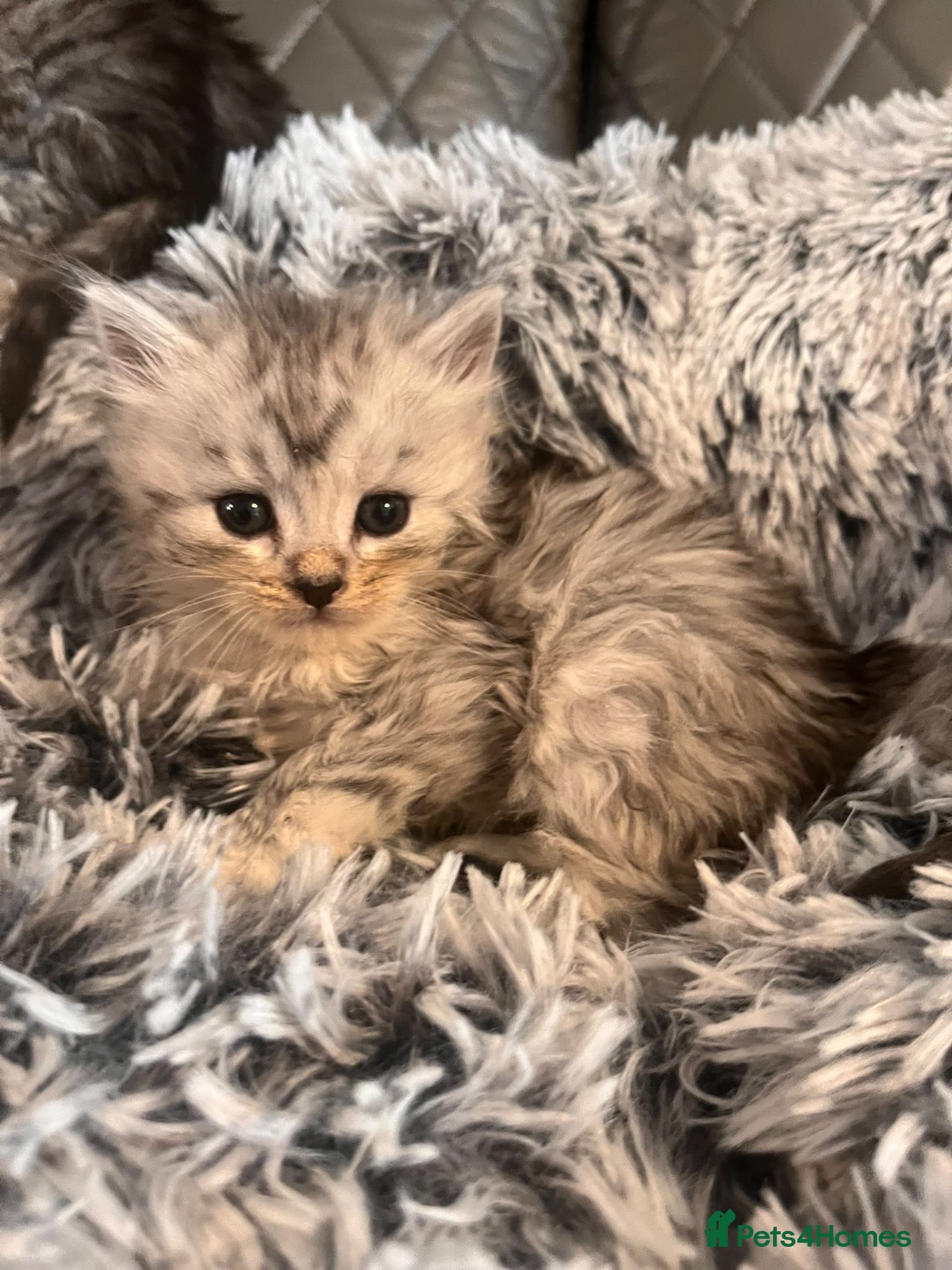 Maine Coon cats Silver Maine coon cross kittens  - Advert 5
