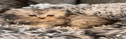 Maine Coon cats for sale: Silver Maine coon cross kittens  - Advert 1
