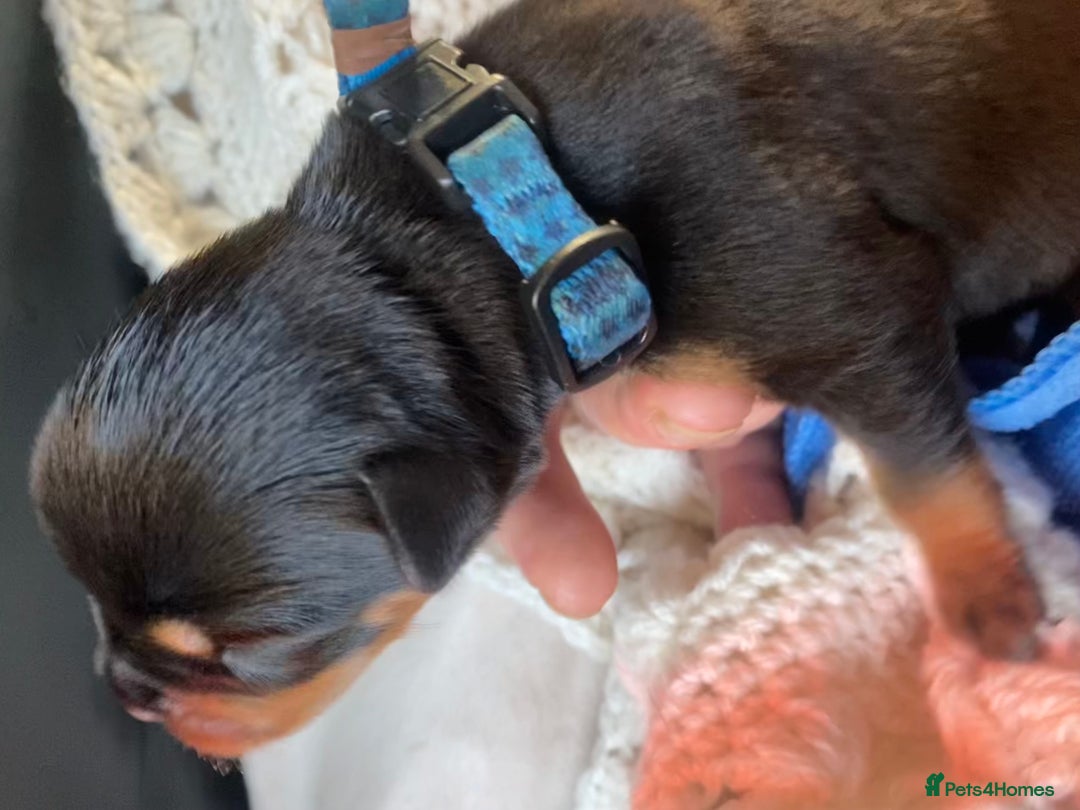 Rottweiler dogs for sale: Hulk and Ruby Rottweiler puppies  - Image 4