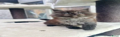Maine Coon 2