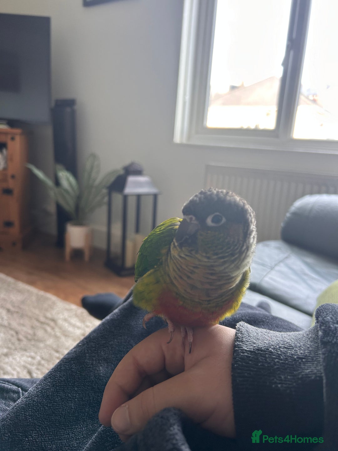 Conures birds for sale: Conure for rehoming - Image 2
