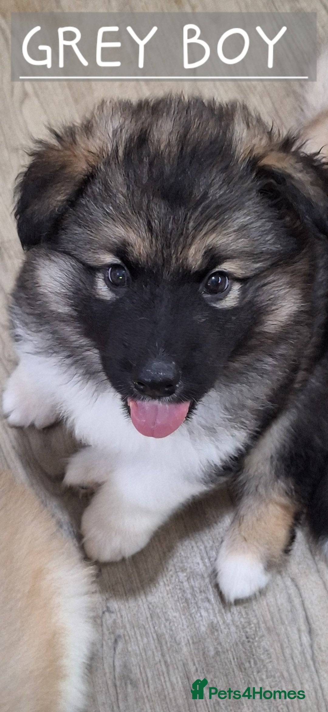 Mixed Breed dogs for sale: 3 remaining Alaskan Shepherds  - Advert 13