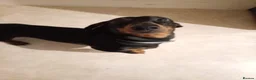 Dachshund dogs for sale: 1 year old miniature Dachshund in Port Talbot - Advert 5