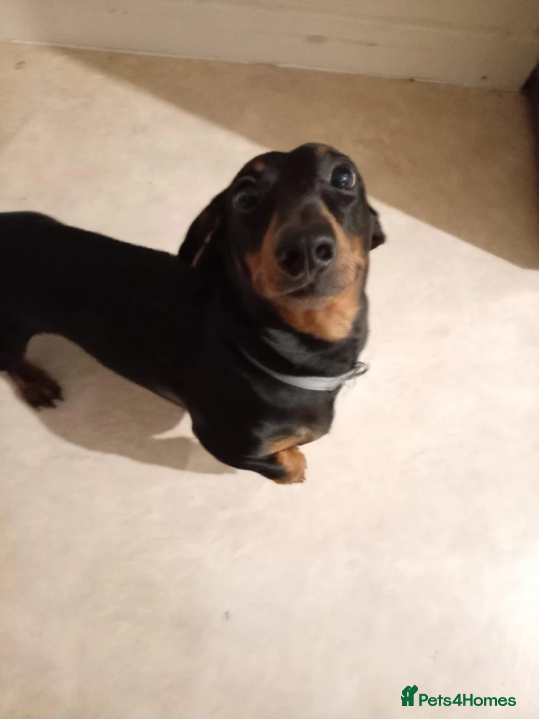 Dachshund dogs for sale: 1 year old miniature Dachshund in Port Talbot - Advert 5