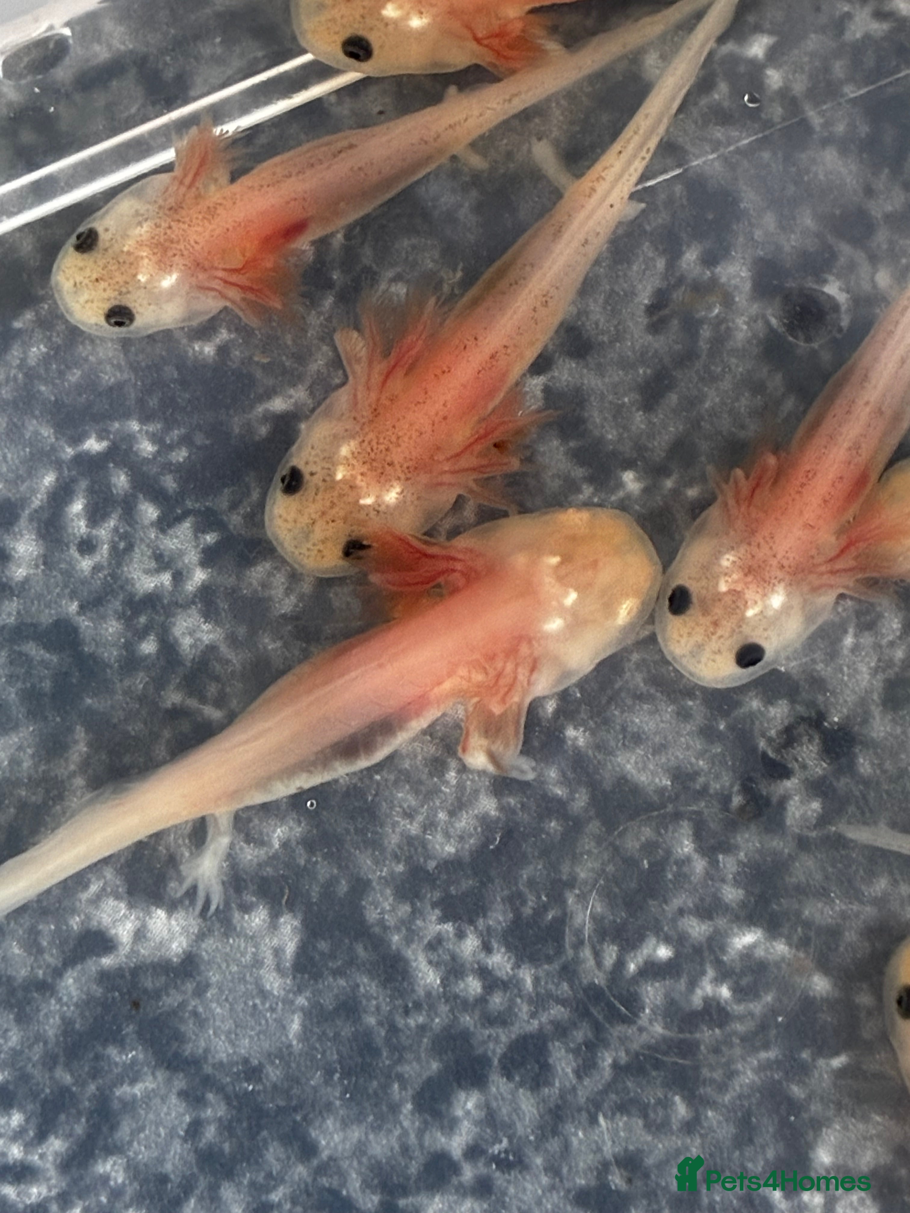 Axolotl reptiles Juvenile axolotls mixed sex  - Advert 2