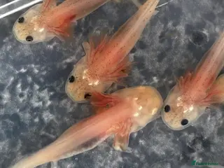 Axolotl reptiles Juvenile axolotls mixed sex - Advert 2