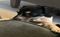 Jack Russell dogs for sale: FEMALE JACK RUSSELL - Image 3