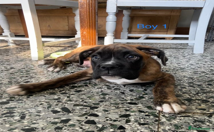 Boxer dogs - Advert 2