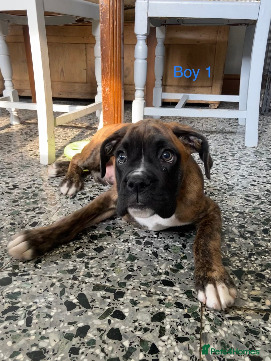 Boxer dogs for sale: KC Registered Boxer puppies  - Image 3
