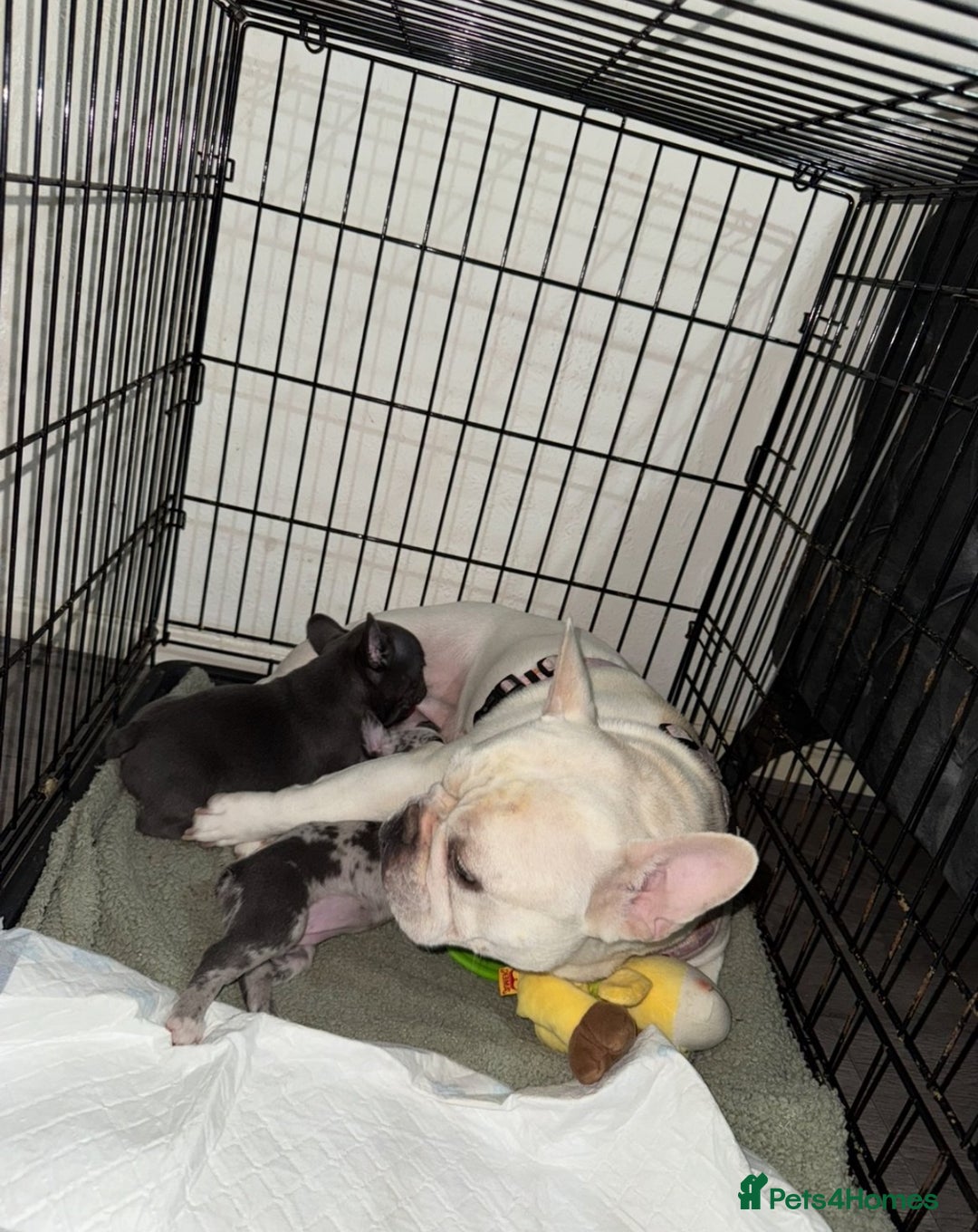 French Bulldog dogs for sale: Beautiful Blue french bulldog puppies  - Image 3