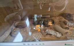 Snake reptiles for sale: Hognose snake  - Advert 9