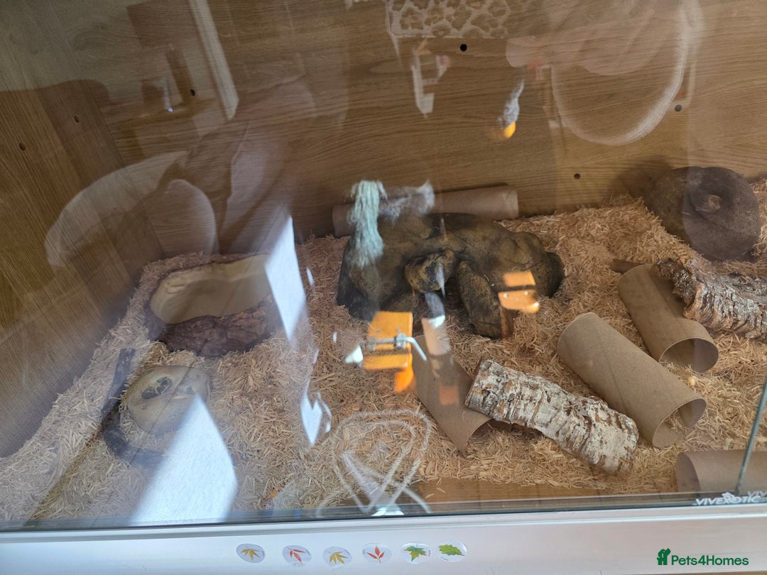 Snake reptiles for sale: Hognose snake  - Advert 9