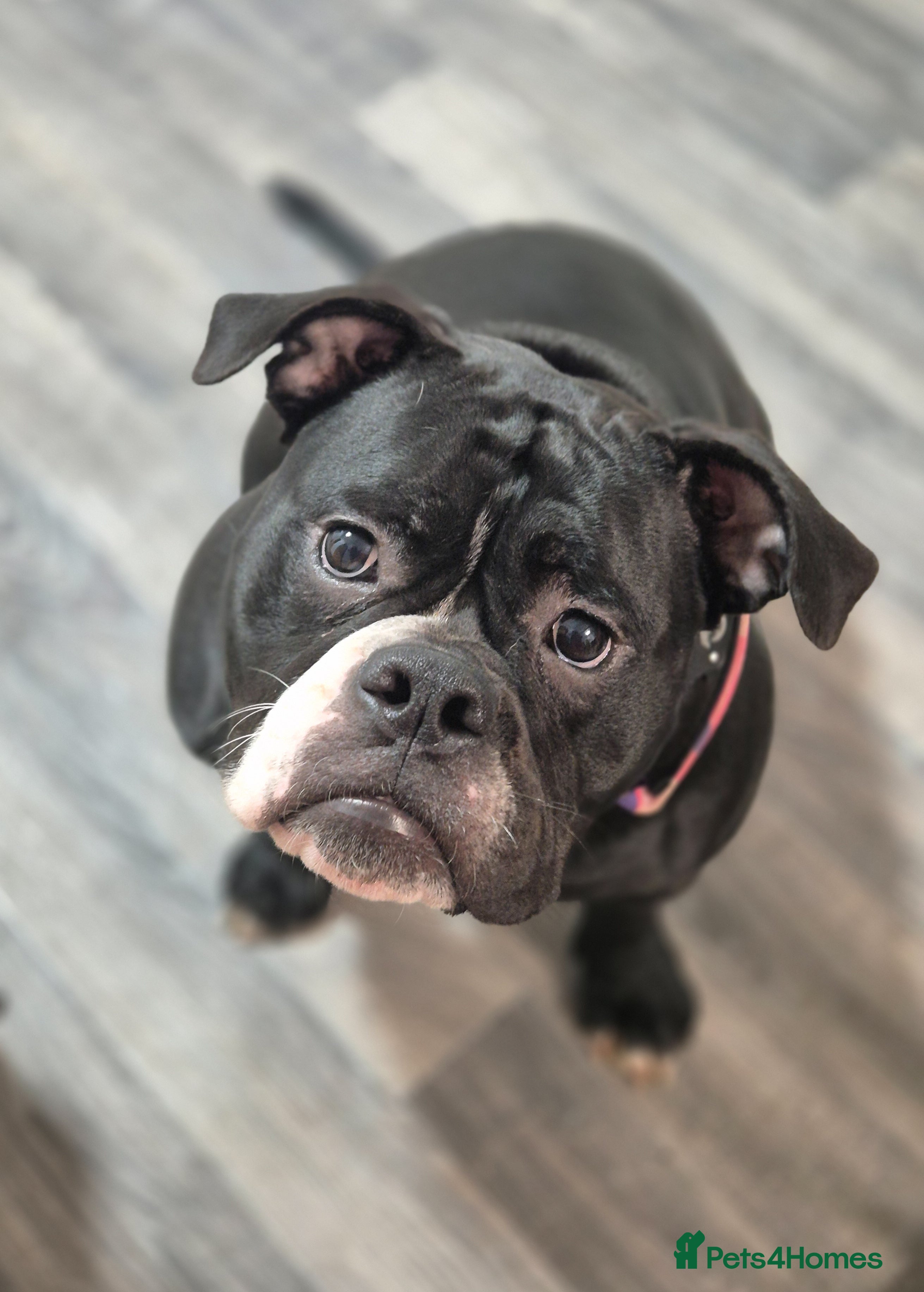 Olde English Bulldogge dogs 11 month olde english bulldog female  - Advert 10