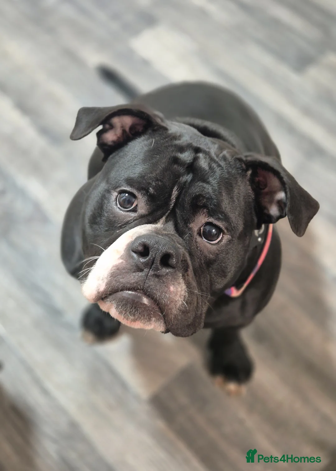 Olde English Bulldogge dogs for sale: 11 month olde english bulldog female  - Advert 1