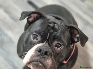 Olde English Bulldogge dogs 11 month olde english bulldog female - Advert 5