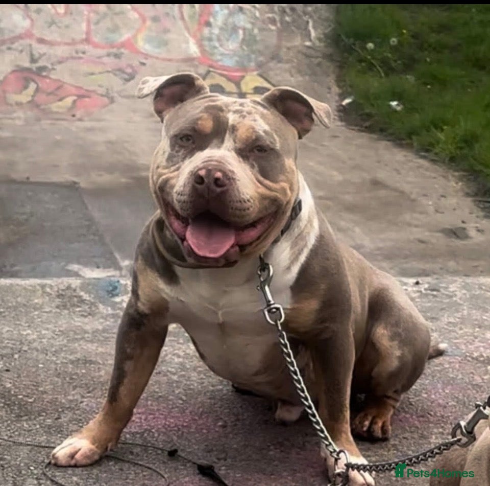 American Bully dogs Pocket bully liac chocolate merle stud!!! - Advert 2