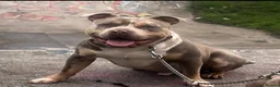American Bully dogs for stud: Pocket bully liac chocolate merle stud!!! in Manchester - Advert 1