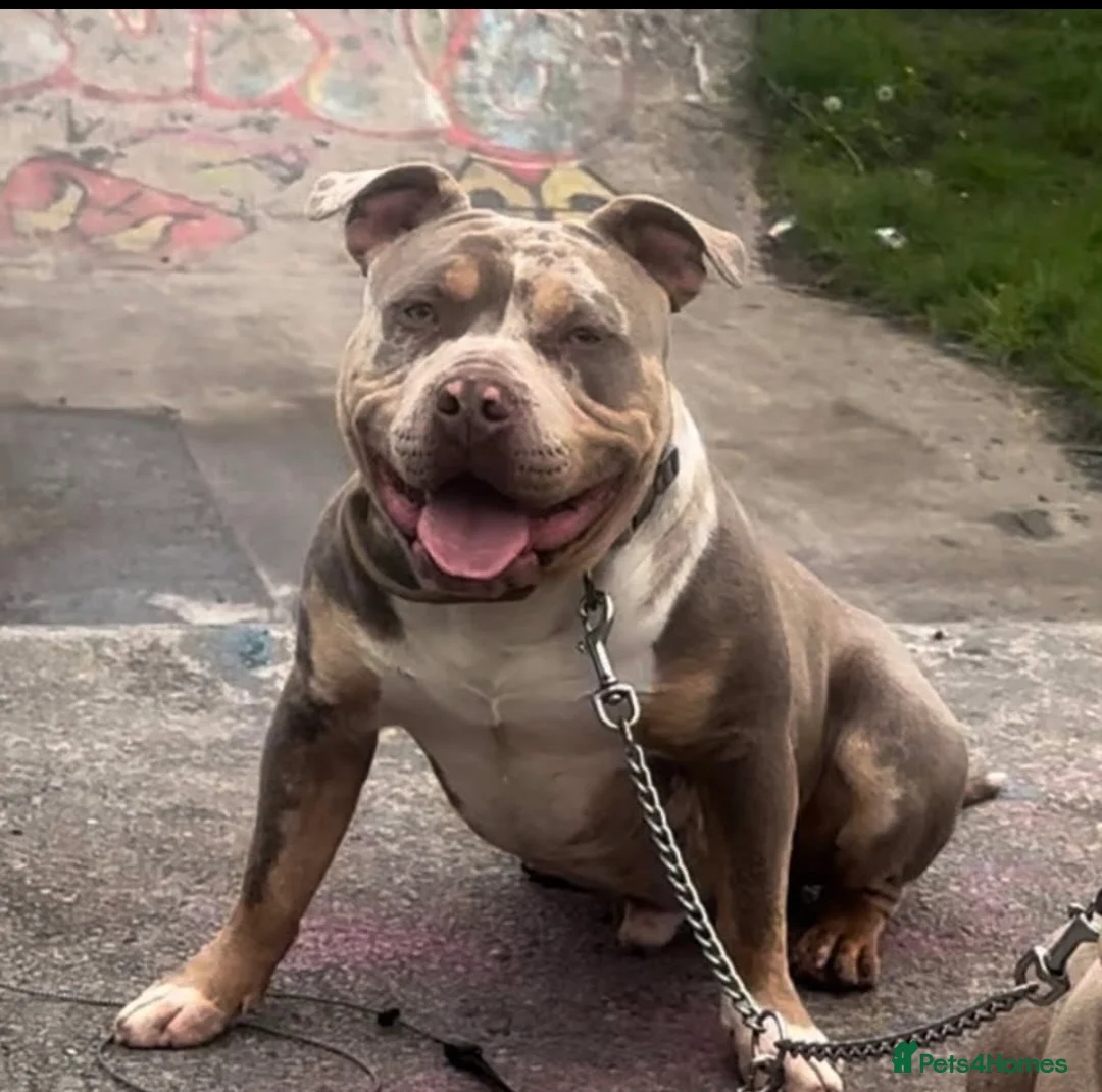American Bully dogs for stud: Pocket bully liac chocolate merle stud!!! in Manchester - Advert 1