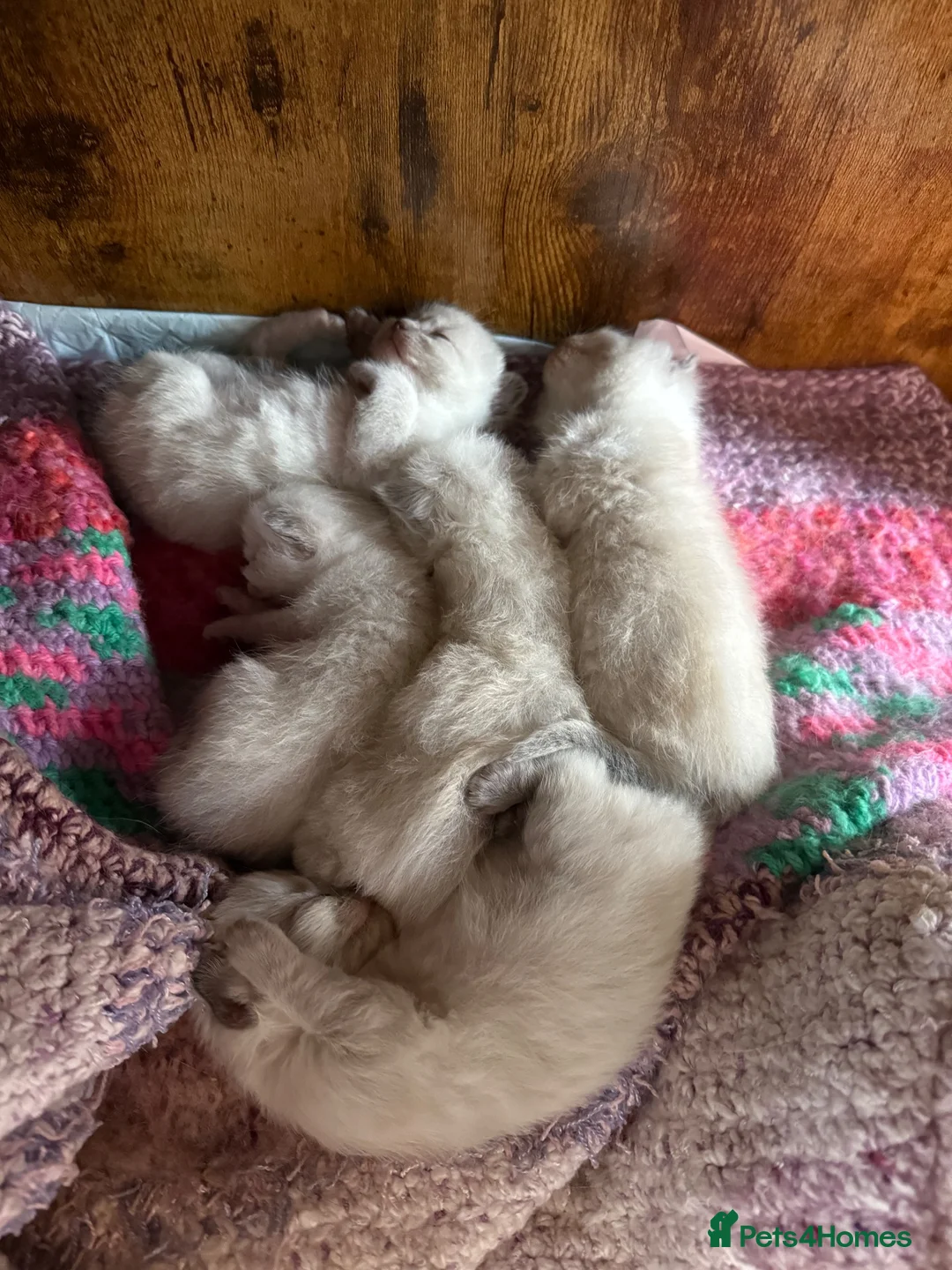Ragdoll cats for sale: 5 ragdoll kittens - Advert 31