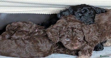 Cockapoo dogs F2b cockapoo Puppies (all females) - Advert 7