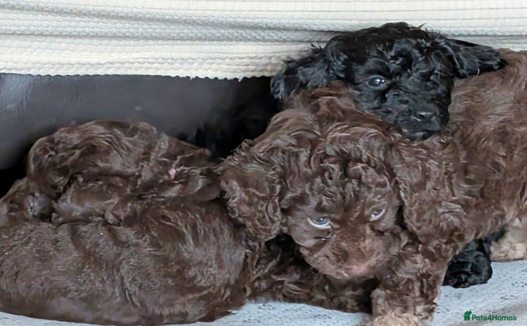 Cockapoo dogs - Advert 16