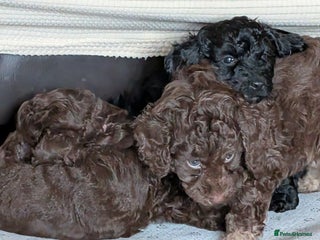 Cockapoo dogs - Advert 2