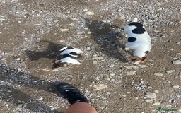 Jack Russell dogs for sale: Jack Russell pups - Image 2